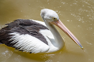 pelican