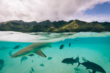 Ponton de Fakarava