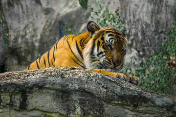 Fototapeta na wymiar Bengal Tiger in forest show head.