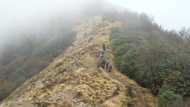 Group of donkey porters moves on the foggy Nepal mountain range