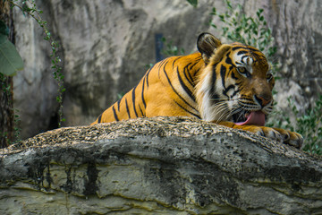 Fototapeta na wymiar Bengal Tiger in forest show head.