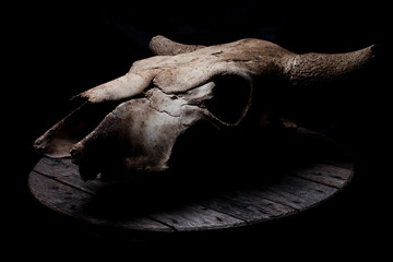 Cow/bull skull on a old grey wooden table.