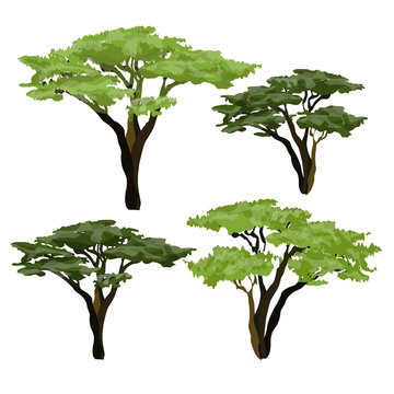 African acacia tree. Plants of Africa.