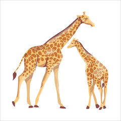African giraffe mother and her baby. Mammals and care for the offspring. Vector illustration. Animals of Africa.
