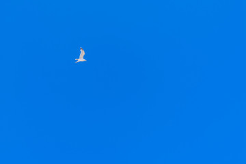 Seagull in blue sky.Seagull flying in the clear and blue sky 