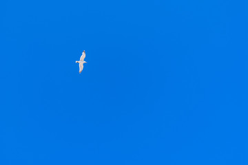 Seagull in blue sky.Seagull flying in the clear and blue sky 