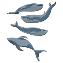 Set of large blue whales. Water mammal. Inhabitants of the seas and oceans. Vector illustration of Wild animals.