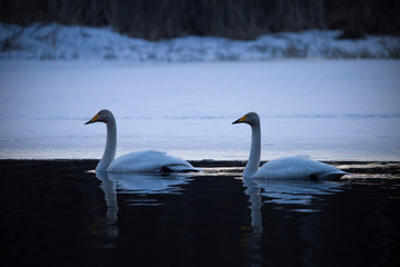 Couple of whooper swans