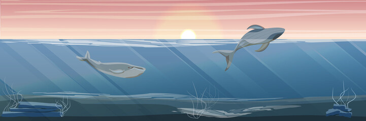 Fototapeta na wymiar Northern underwater landscape. Two large blue whale. The whale emerges from the water. Rocky bottom with algae. Vector illustration, a scene from marine life.