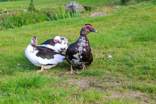 Muscovy goose outside in the farm yard in Kjeldebotn, Nordland county	
