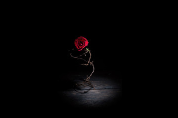 Barbed wire rose