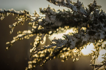 Snow On Tree Branches Close Up