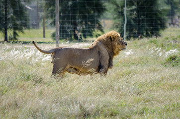 lion in the grass