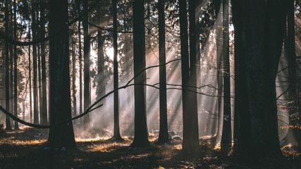 Sun in the misty forest