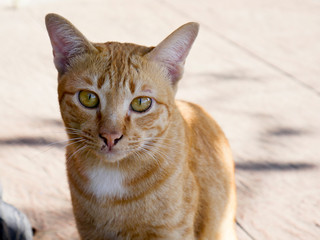 Close up portrait orange cat is sit on a concrete floor outside the house.