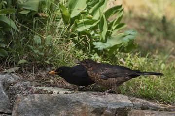 Male and female Blackbird (Turdus merula).
