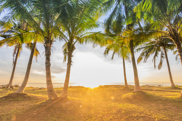 Obraz na płótnie Canvas Morning beach and coconut palm tree.