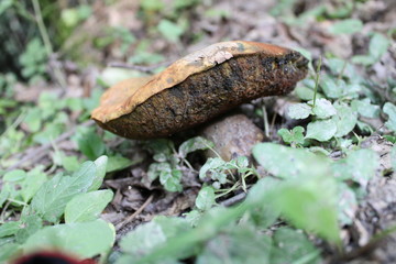 Mushroom in the forest