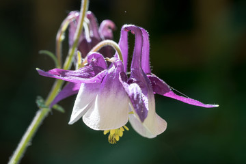 Closeup of violet columbine flower (Aquilegia vulgaris)