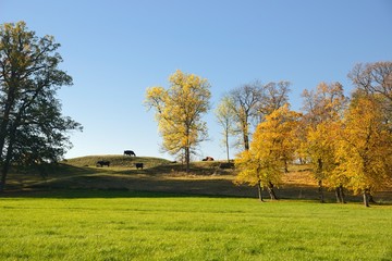 Autumn at backyard and garden. Nature background with colorful trees at sunny day