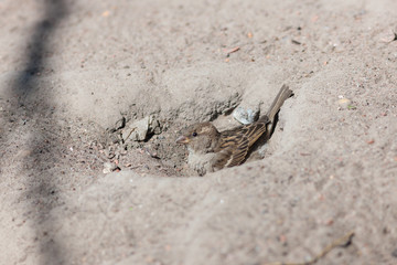 portrait of a sparrow