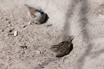 sparrow in a sand pit