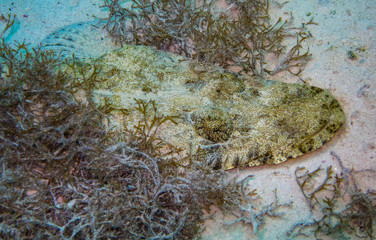 Crocodile Fish