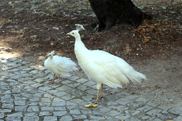 White peacock with baby peacock