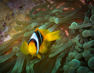 Clownfish