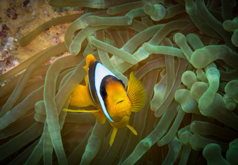 Clownfish