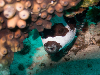 Puffer fish