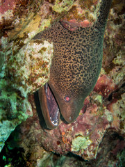 Moray eel