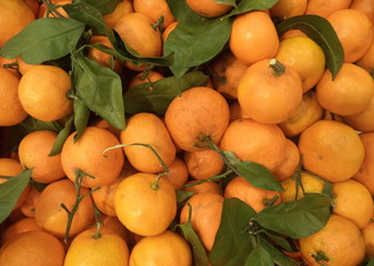  ripe juicy tangerines with green foliage