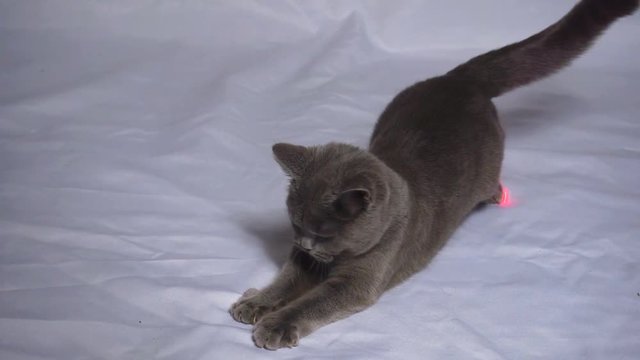Blue British cat chases  red laser pointer on the floor. Master plays with a cat. 1920X1080 Full Hd.