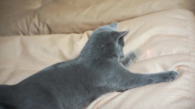 Blue British cat chases  red laser pointer on the floor. Master plays with a cat. 1920X1080 Full Hd.