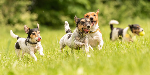 A pack of small Jack Russell Terrier are running and playing togehter in the meadow with a ball