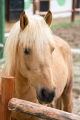 Obraz premium yellow horse on the farm