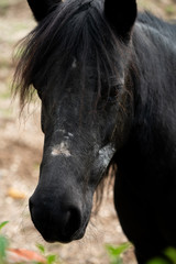 black young horse
