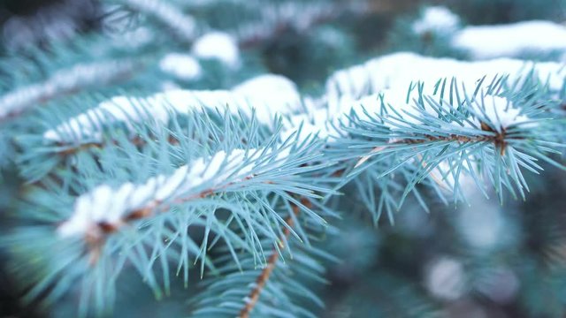 Close-up of blue spruce branch with snow. Evergreen tree covered with snow in winter. Close-up of graceful sharp needles of blue spruce