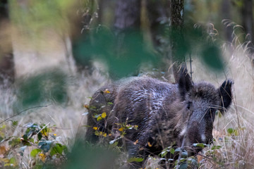 Sanglier