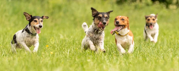Foto auf Alu-Dibond A pack of small Jack Russell Terrier are running and playing togehter in the meadow with a ball © Karoline Thalhofer