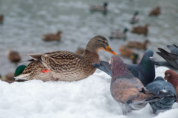 Winter landscape in the park. wild duck mallard and pigeons in the snow by the lake. Cold climate