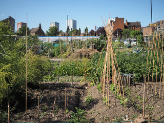Green and lush allotment vegetable patch in London, UK