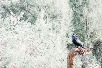 Crow Isolated