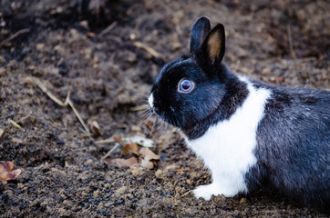 rabbit in the garden