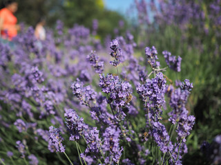 Lavender plant in the sun being pollinate by honey bees and hoverflies