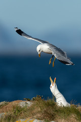 common gull flying over another gull