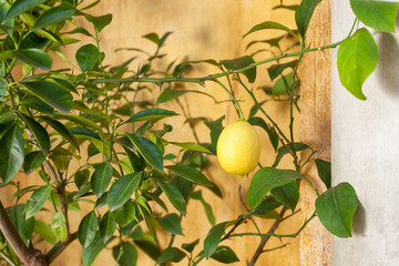 One lemon on tree by the wall