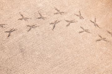 Bird Footprints