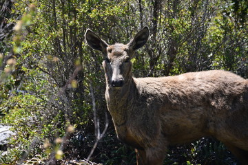 Huemul
